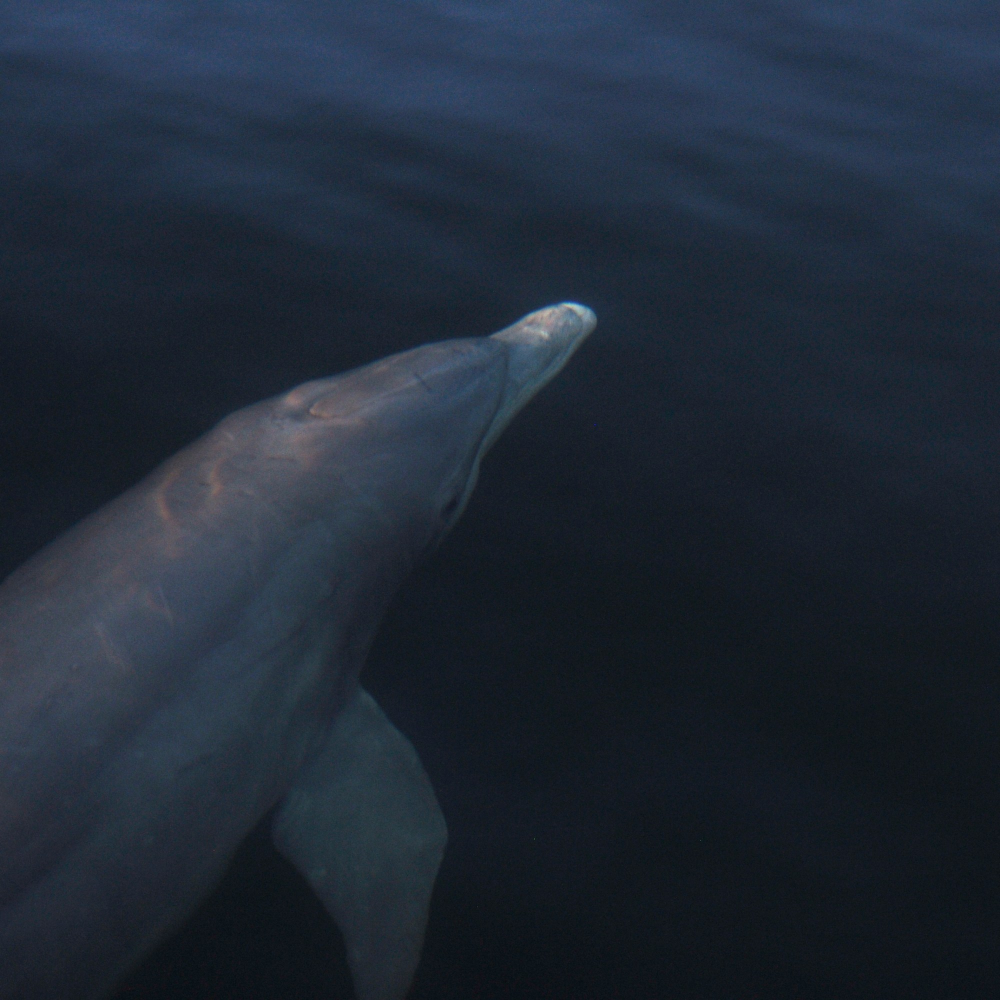 Bottlenose Dolphin, Belize, 2014