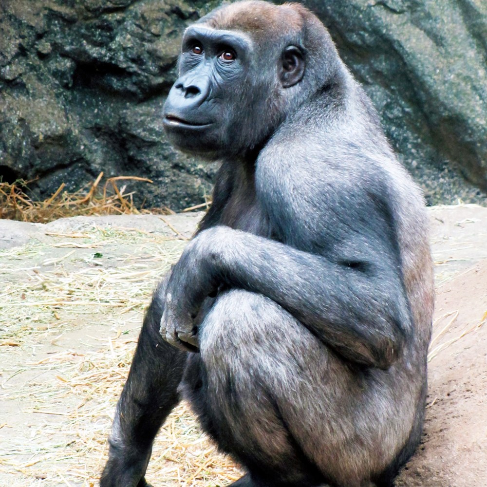 Gorilla, 2011