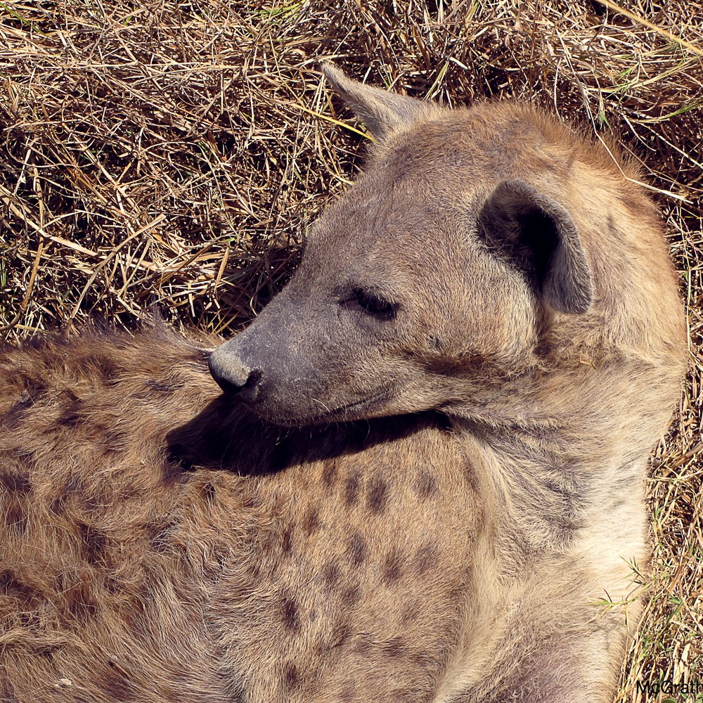 Hyena, 2010