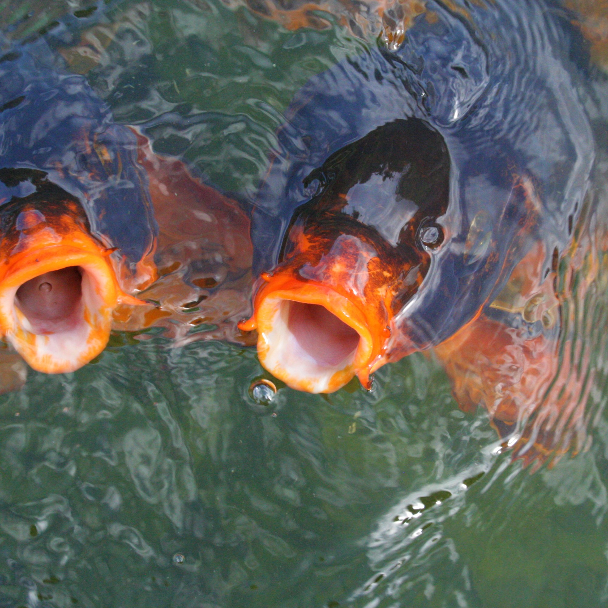 Koi, Palm Beach, FLA, 2014