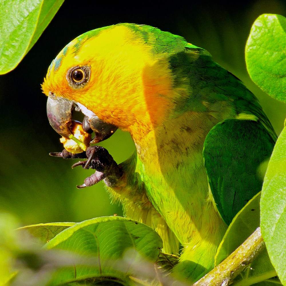 Brown-necked parakeet, 2012