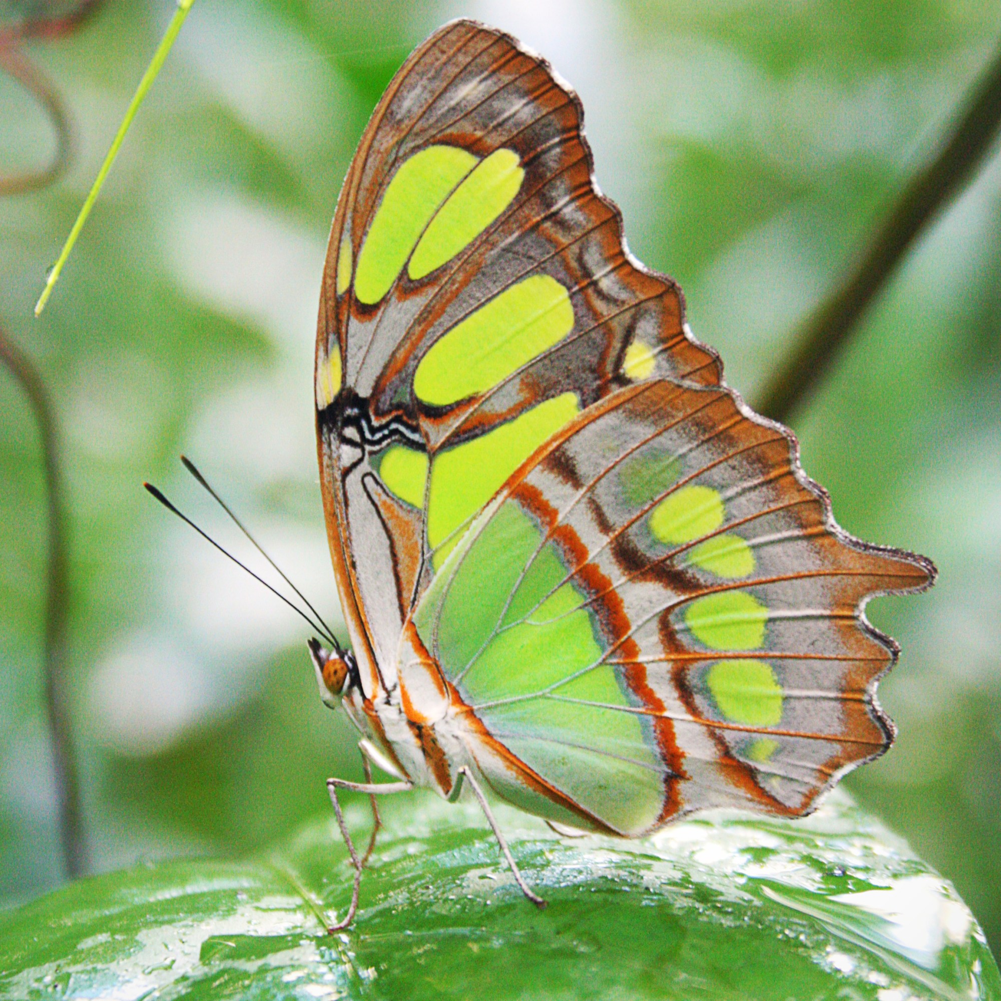 Malachite butterfly, Brazil, 2013