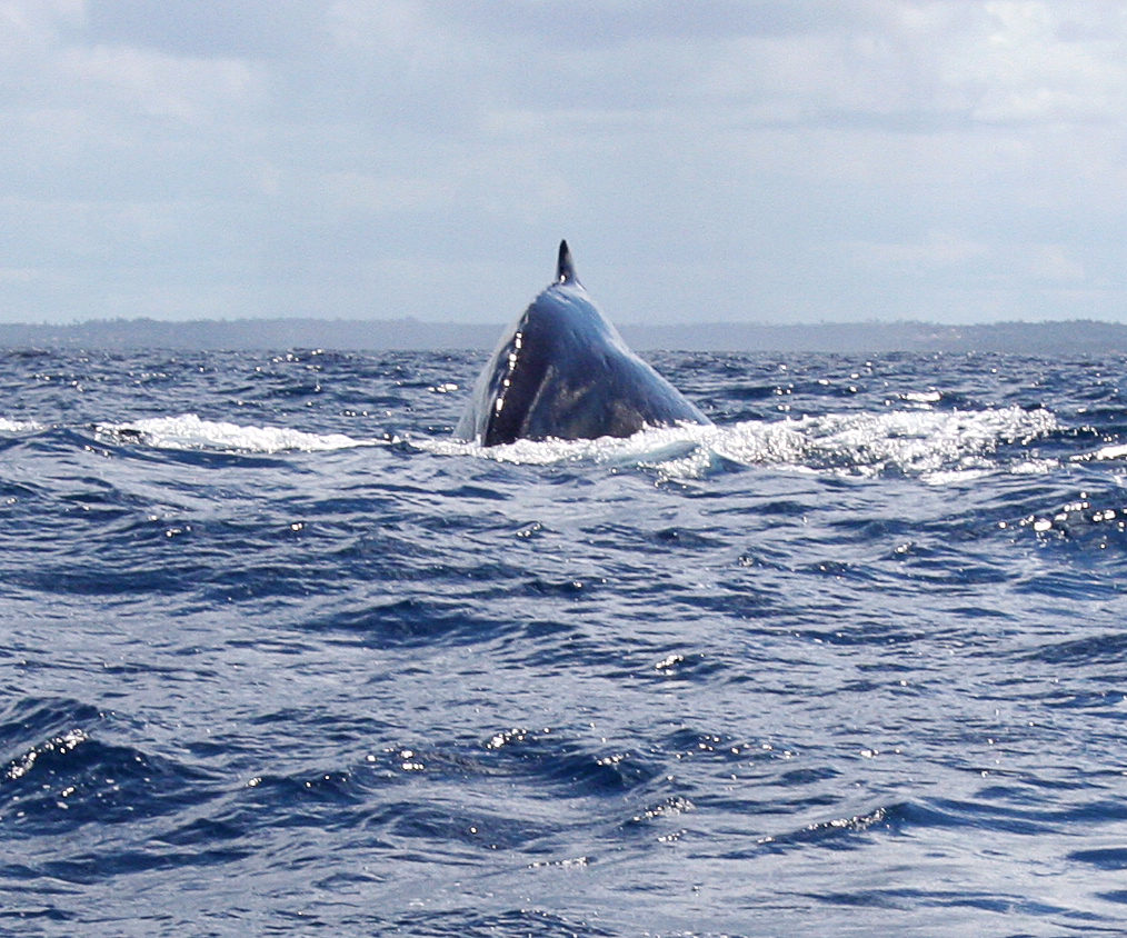 Humpback 1