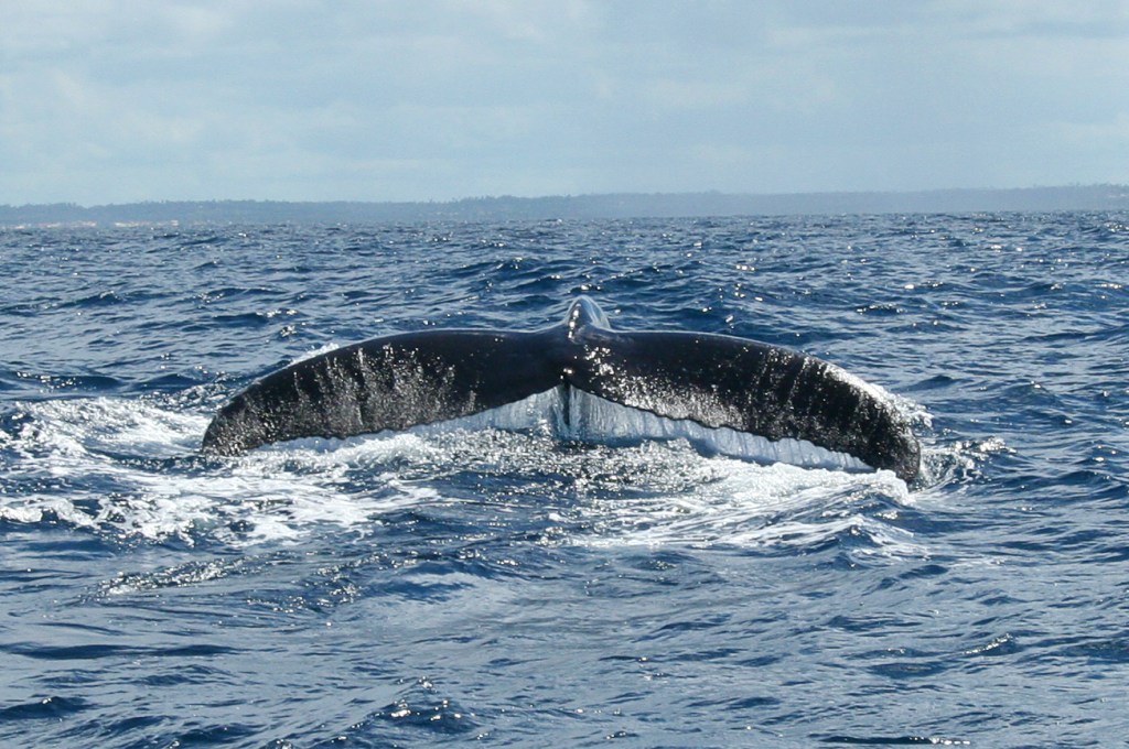 Humpback 2