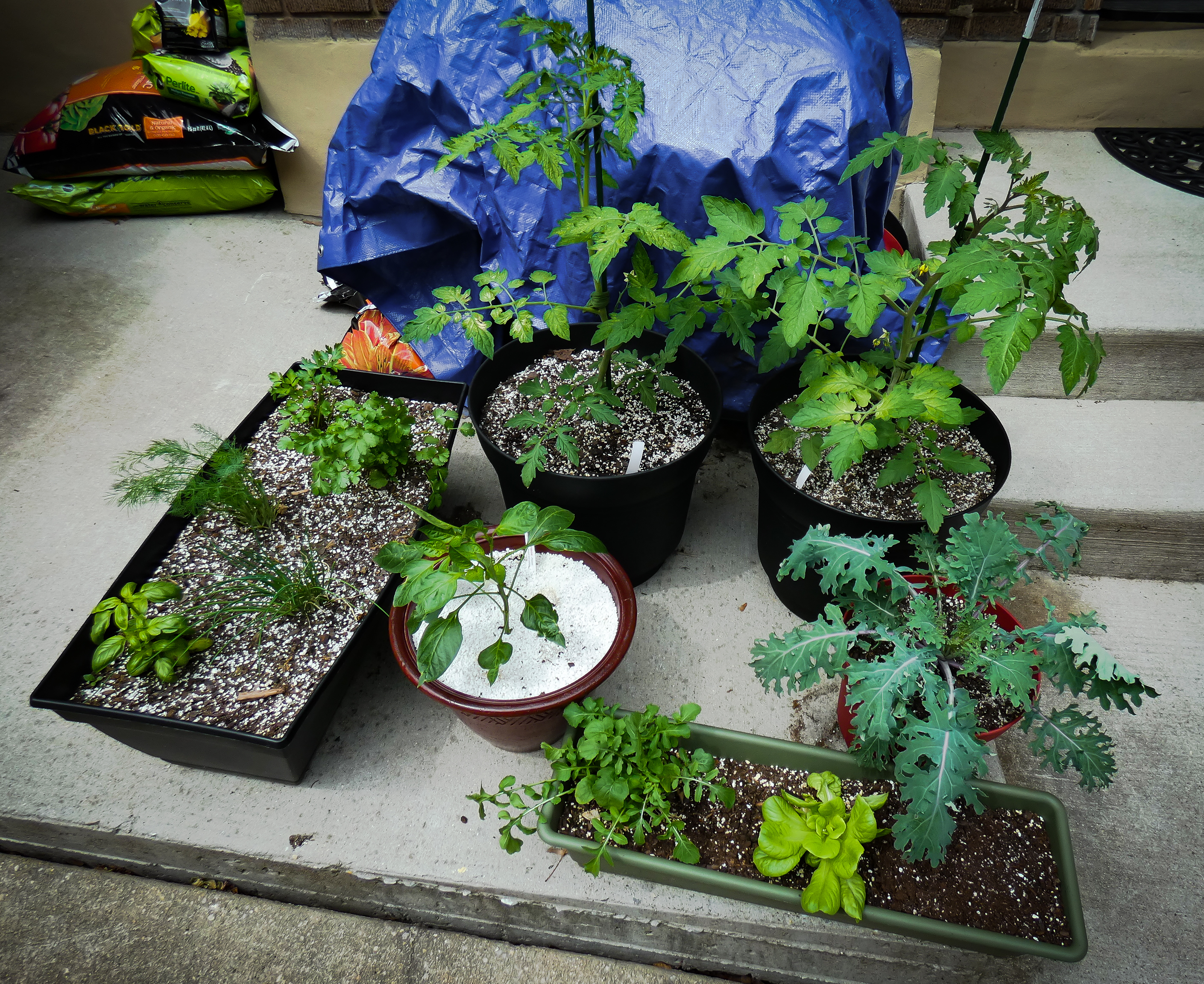 Garden Update 5-19-2